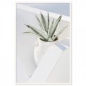 Santorini Cactus Art Print