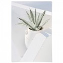 Santorini Cactus Art Print