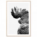 Black Cockatoo Monochrome Art Print