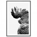 Black Cockatoo Monochrome Art Print