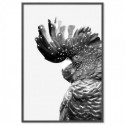 Black Cockatoo Monochrome Art Print