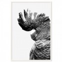 Black Cockatoo Monochrome Art Print