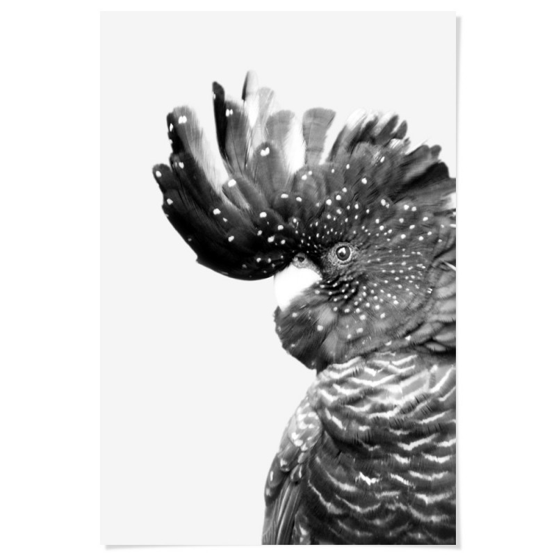 Black Cockatoo Monochrome Art Print