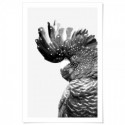 Black Cockatoo Monochrome Art Print