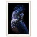 Black Cockatoo Regal Art Print