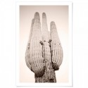 Cactus Rose Art Print