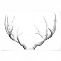 Deer Antlers Art Print