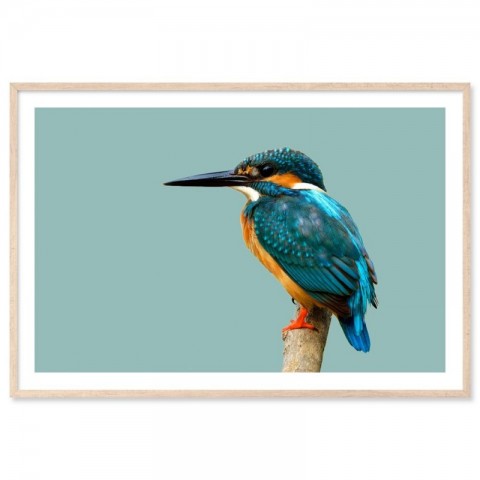 Kingfisher Bird Art Print