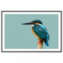 Kingfisher Bird Art Print