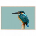 Kingfisher Bird Art Print