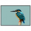 Kingfisher Bird Art Print