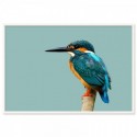 Kingfisher Bird Art Print