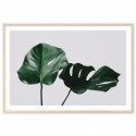 Monstera Leaves Art Print