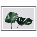 Monstera Leaves Art Print