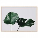 Monstera Leaves Art Print