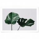 Monstera Leaves Art Print