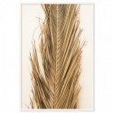 Dried Palm Leaf Art Print