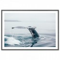 Whale At Sea Art Print