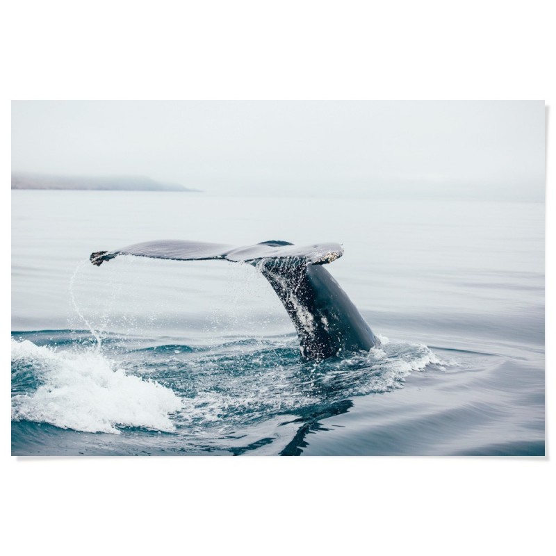 Whale At Sea Art Print