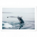 Whale At Sea Art Print