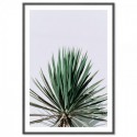 Yucca Art Print