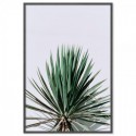 Yucca Art Print