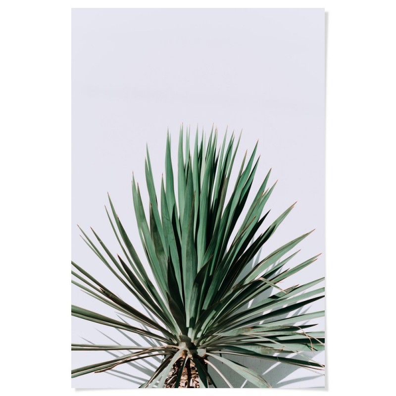 Yucca Art Print