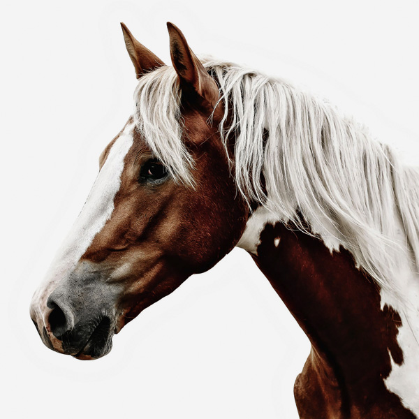 Pinto horse