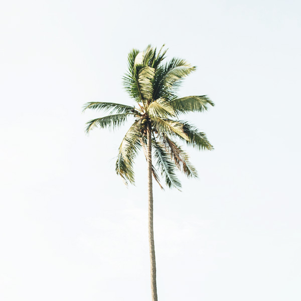 Beach palm tree