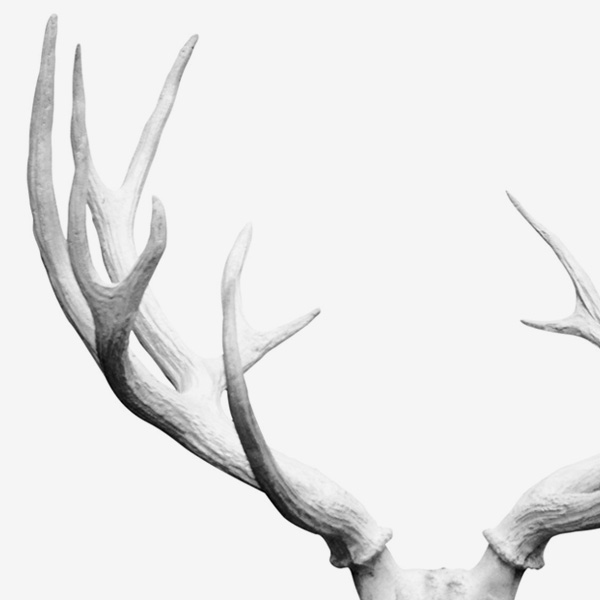 Deer antlers white